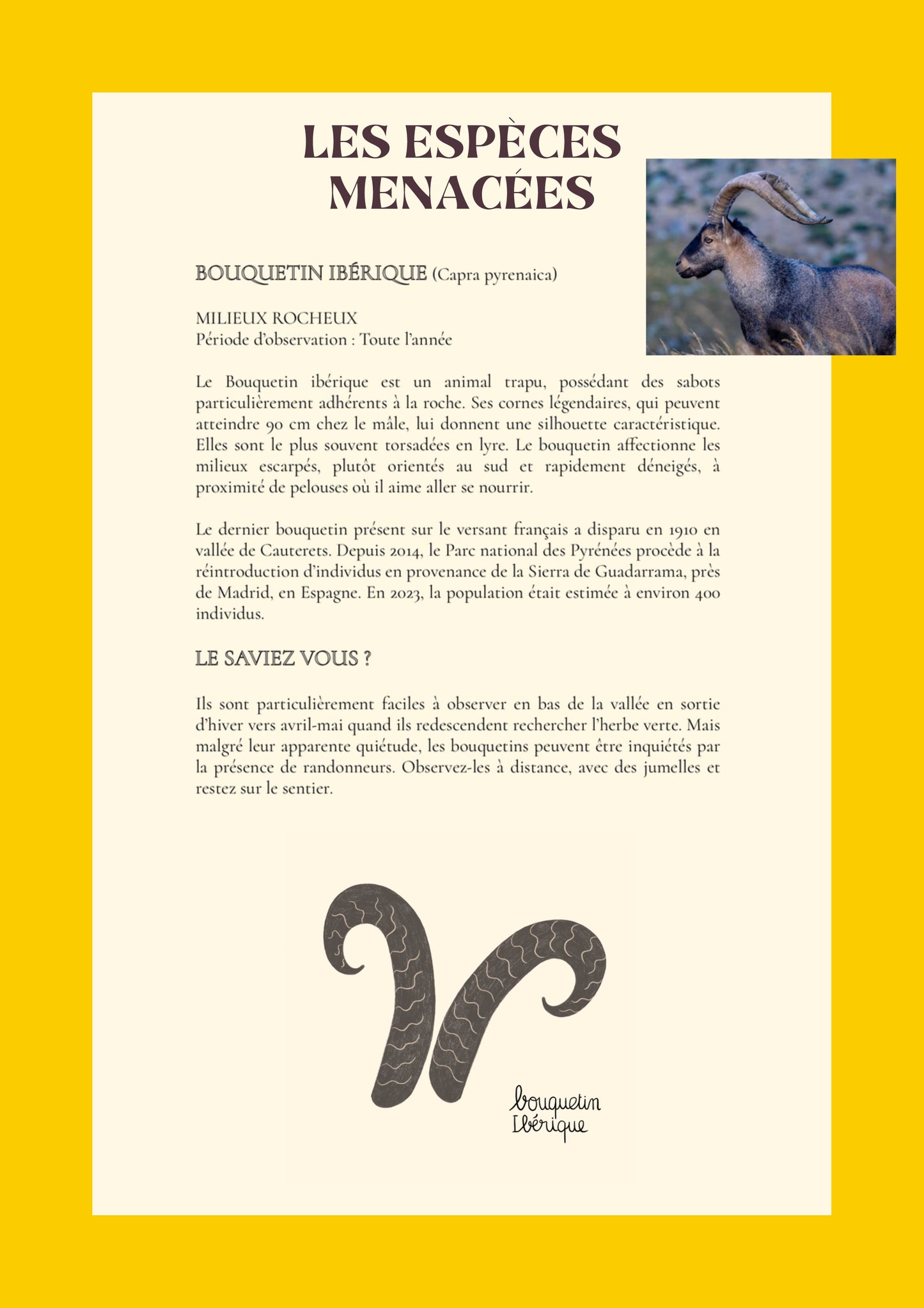 les espèces menacées, bouquetin ibérique, illustration, marelha & le parc national des pyrénées