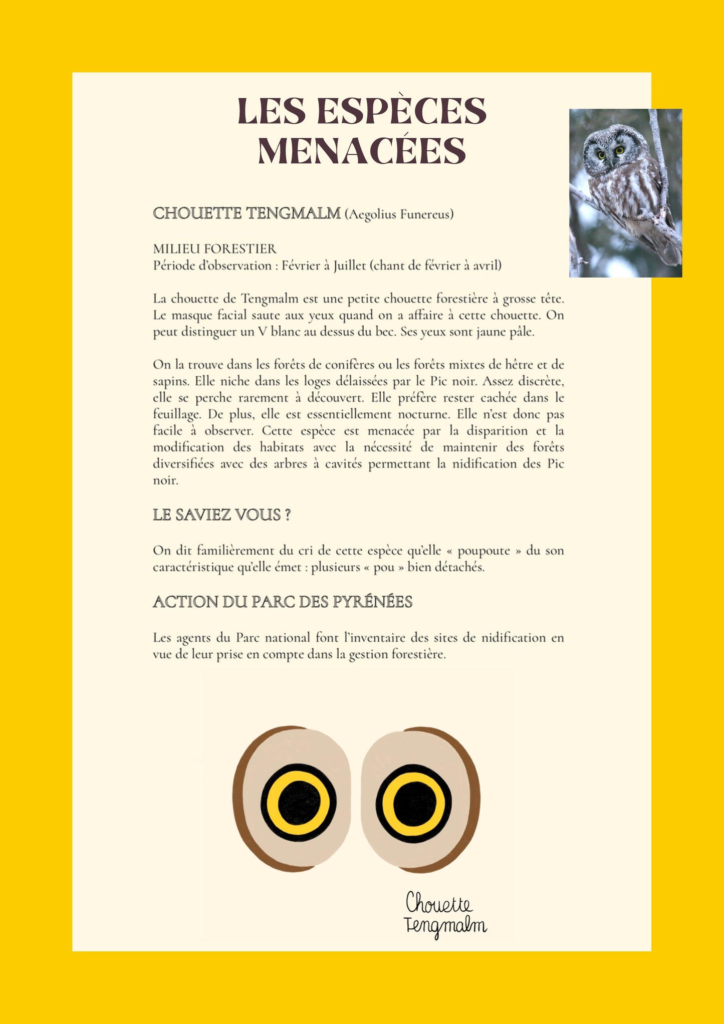 les espèces menacées, chouette tengmalm, illustration, marelha & le parc national des pyrénées
