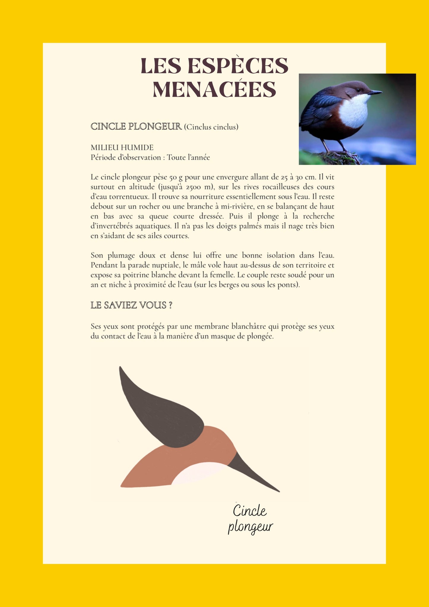 les espèces menacées, cincle plongeur, illustration, marelha & le parc national des pyrénées