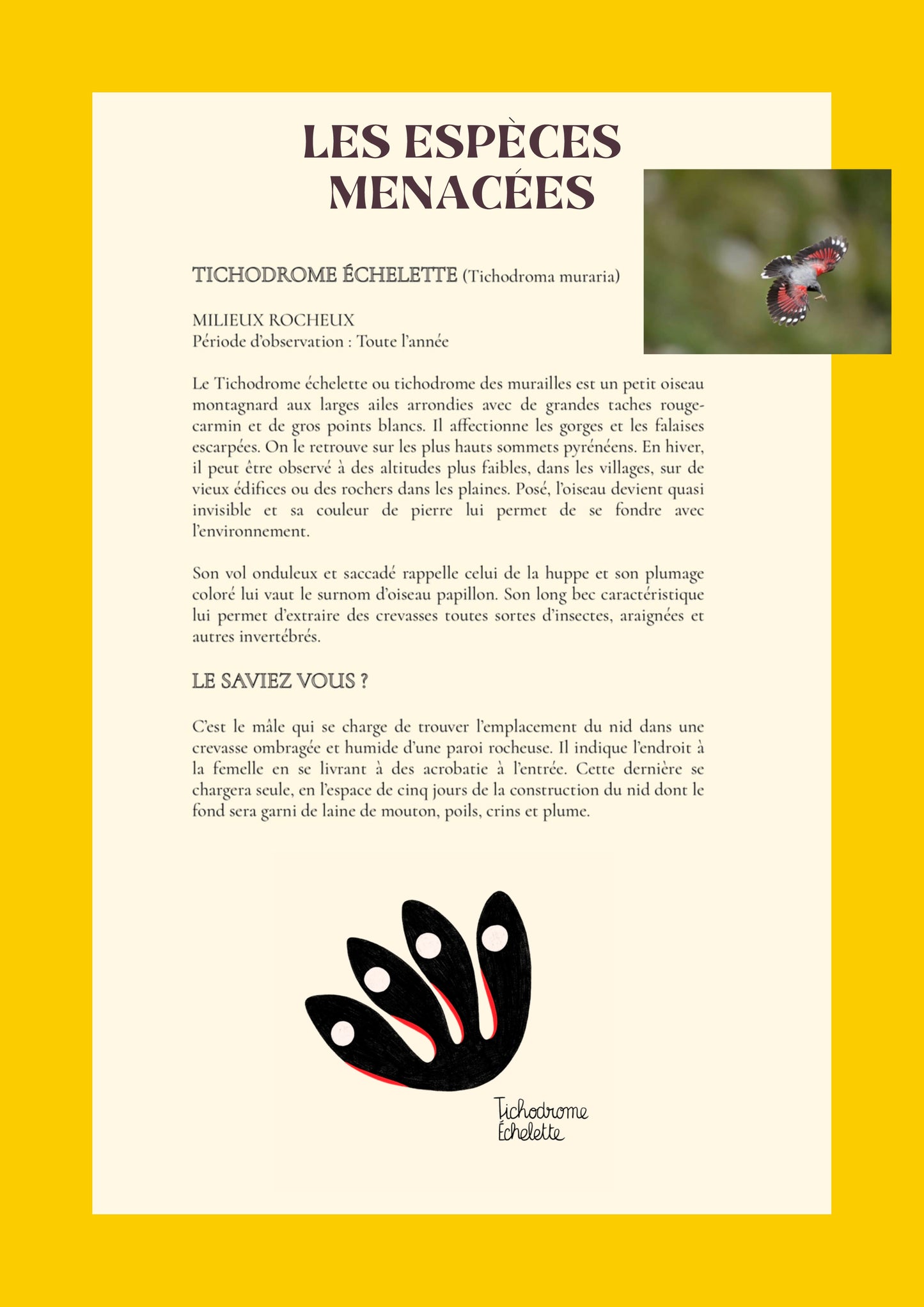 les espèces menacées, tichodrome échelette, illustration, marelha & le parc national des pyrénées