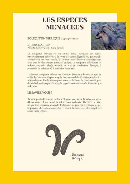les espèces menacées, bouquetin ibérique, illustration, marelha & le parc national des pyrénées